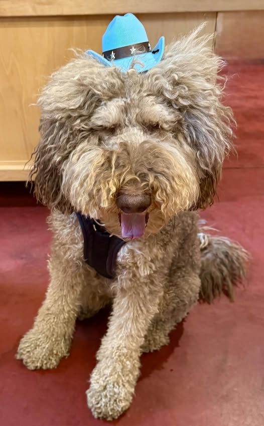Einstein after healing—curious, trusting, smiling in a blue hat, Ambassador of Healing & H.O.P.E.