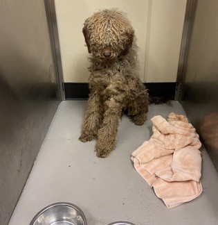 Einstein before rescue—matted, anxious, and afraid at the humane society.