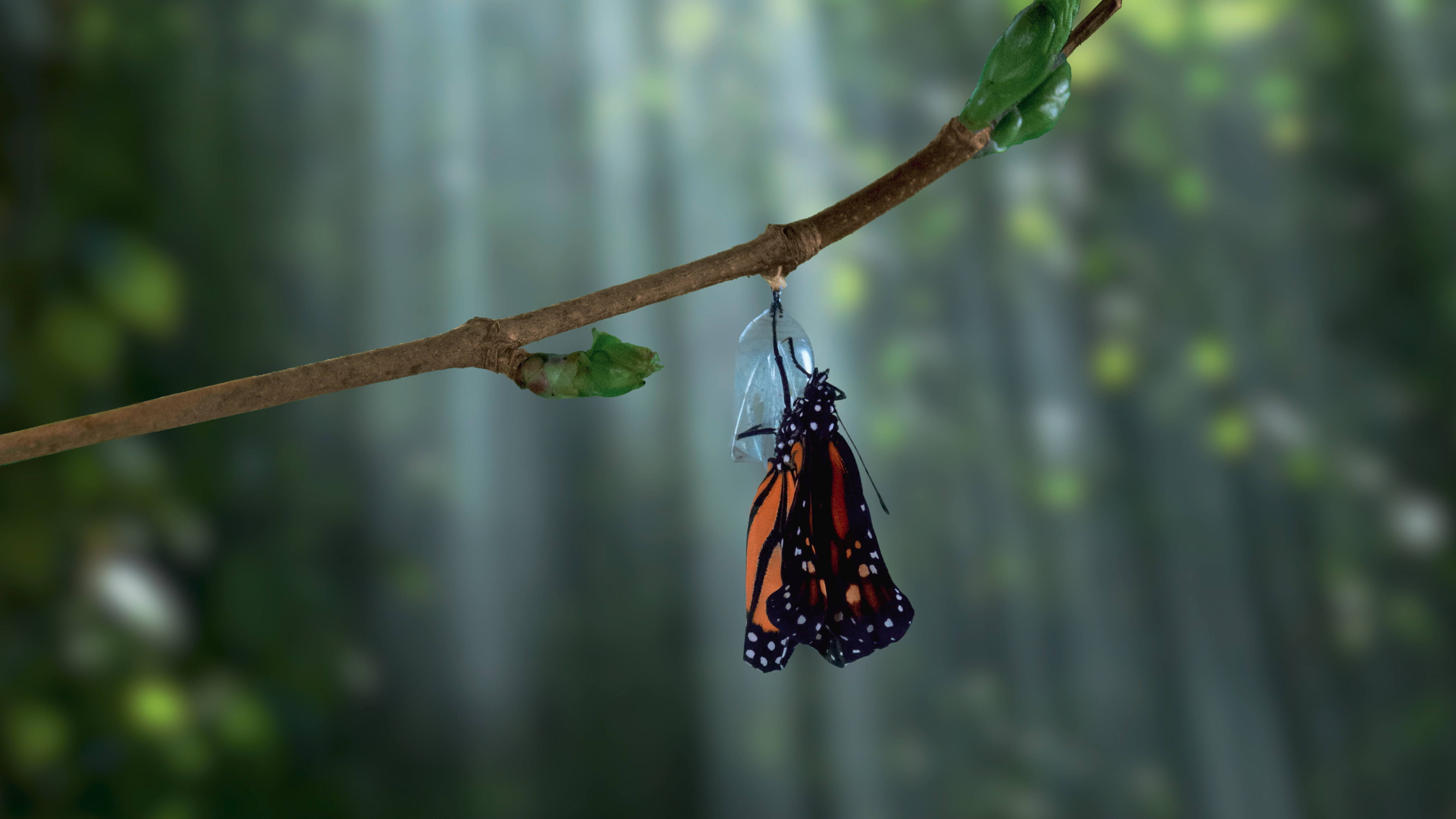 Monarch emerging from chrysalis—transformation and hope.