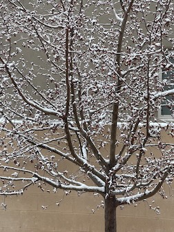 March 2024 Snowy Tree