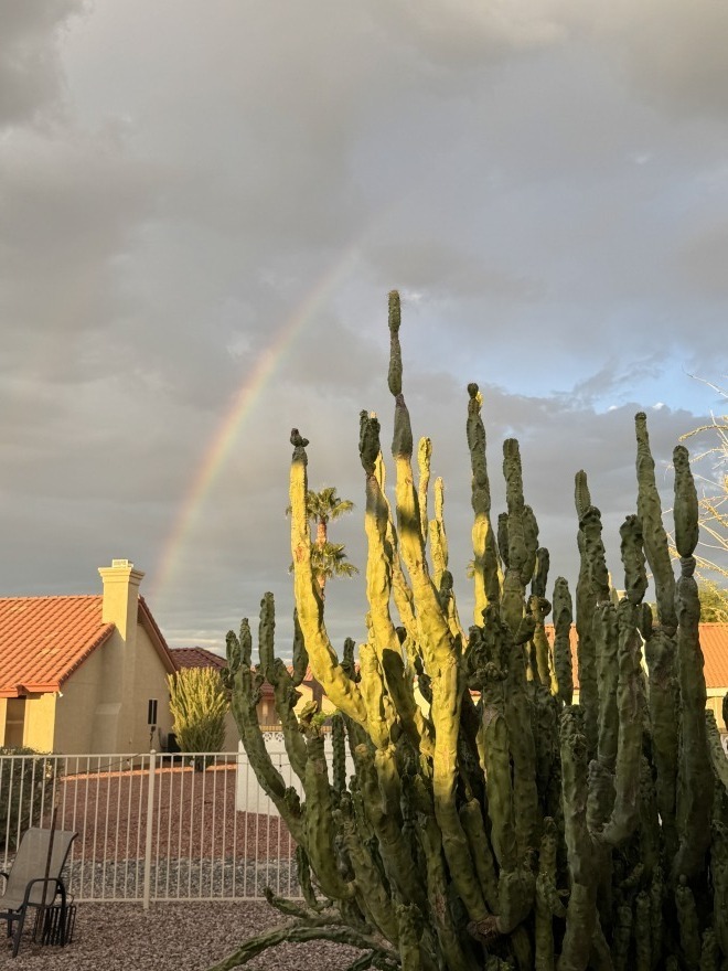 Cacti in a backyard with a rainbow behind Cacti in a backyard with a rainbow behind