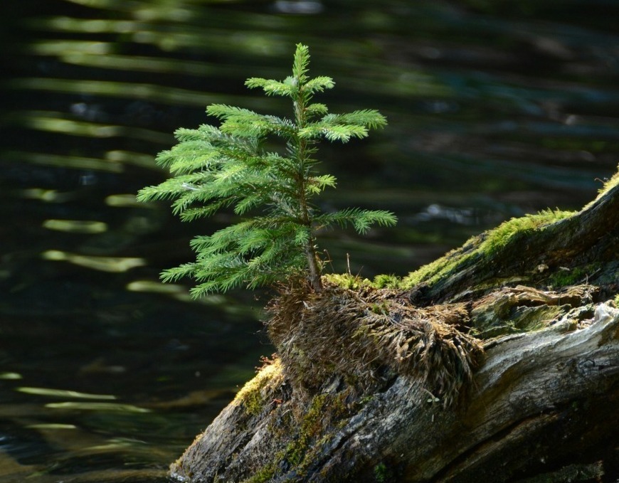 A small tree nestled into the roots of another tree A small tree nestled into the roots of another tree