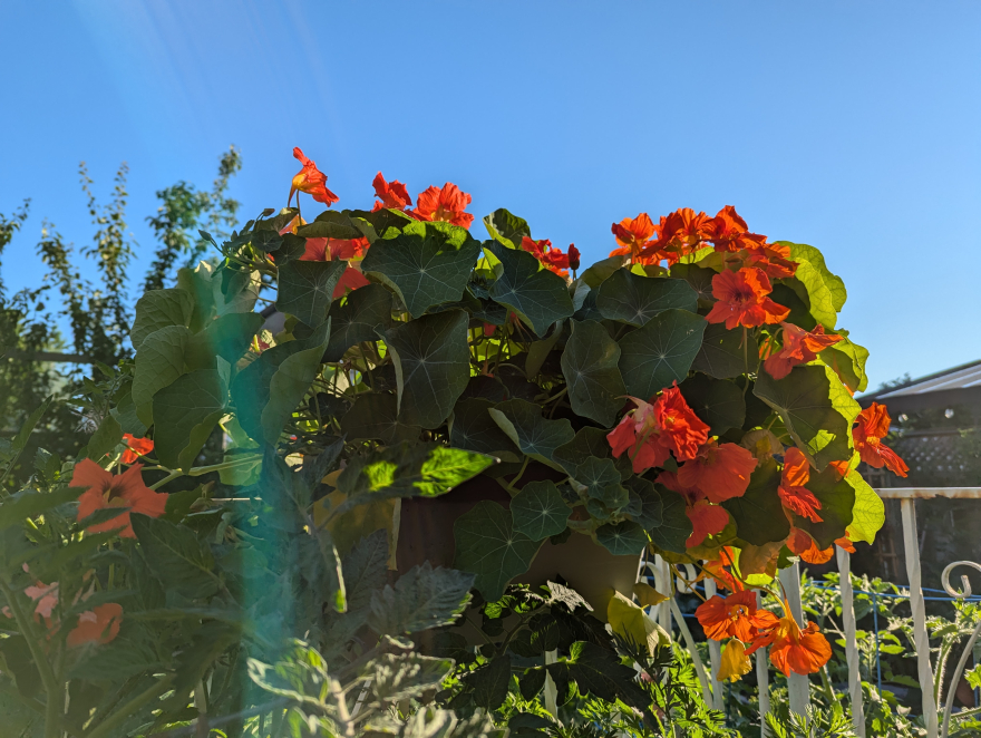 Nasturtiums- patio garden