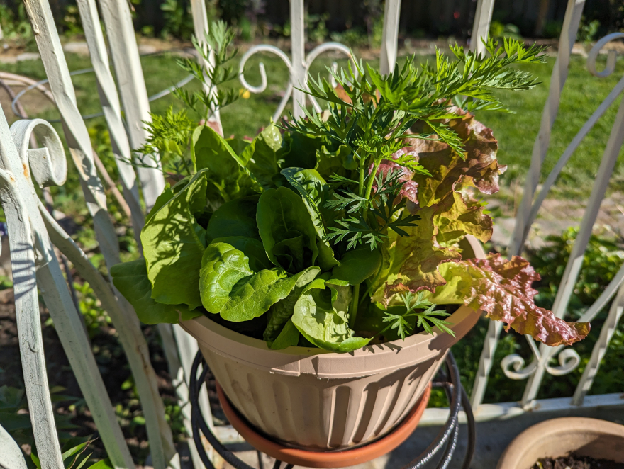 Lettuce Planter