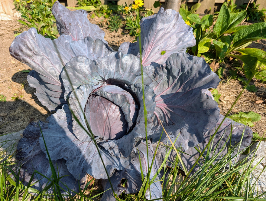 A Purple Cabbage