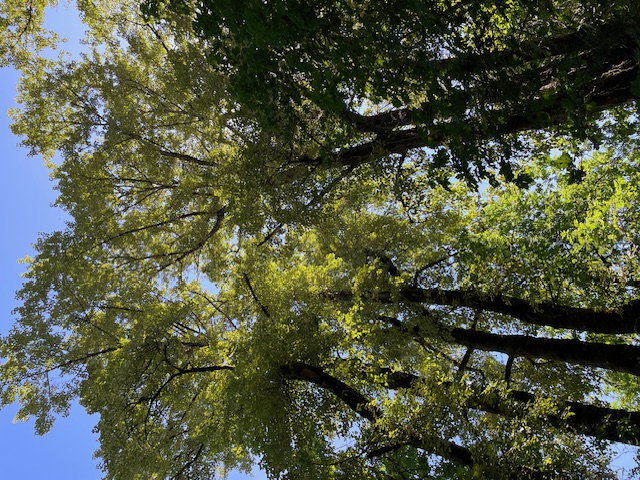 Trees