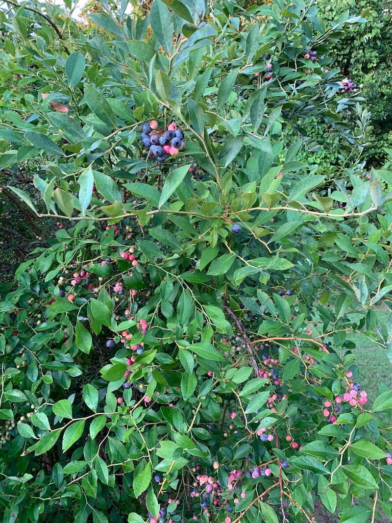 Blueberries Blueberries