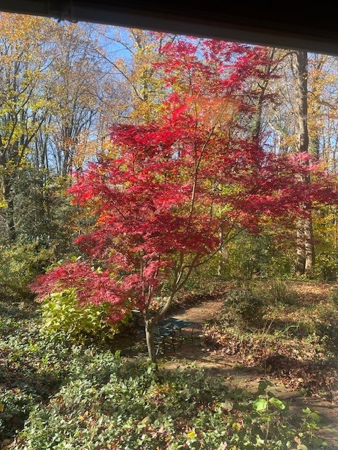 autumn tree autumn tree
